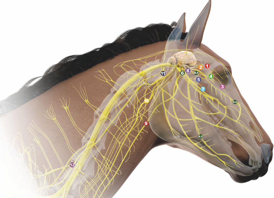 The diagram pictured shows 12 different nerves in a horses head, which need to be considered when fitting a bitless bridle