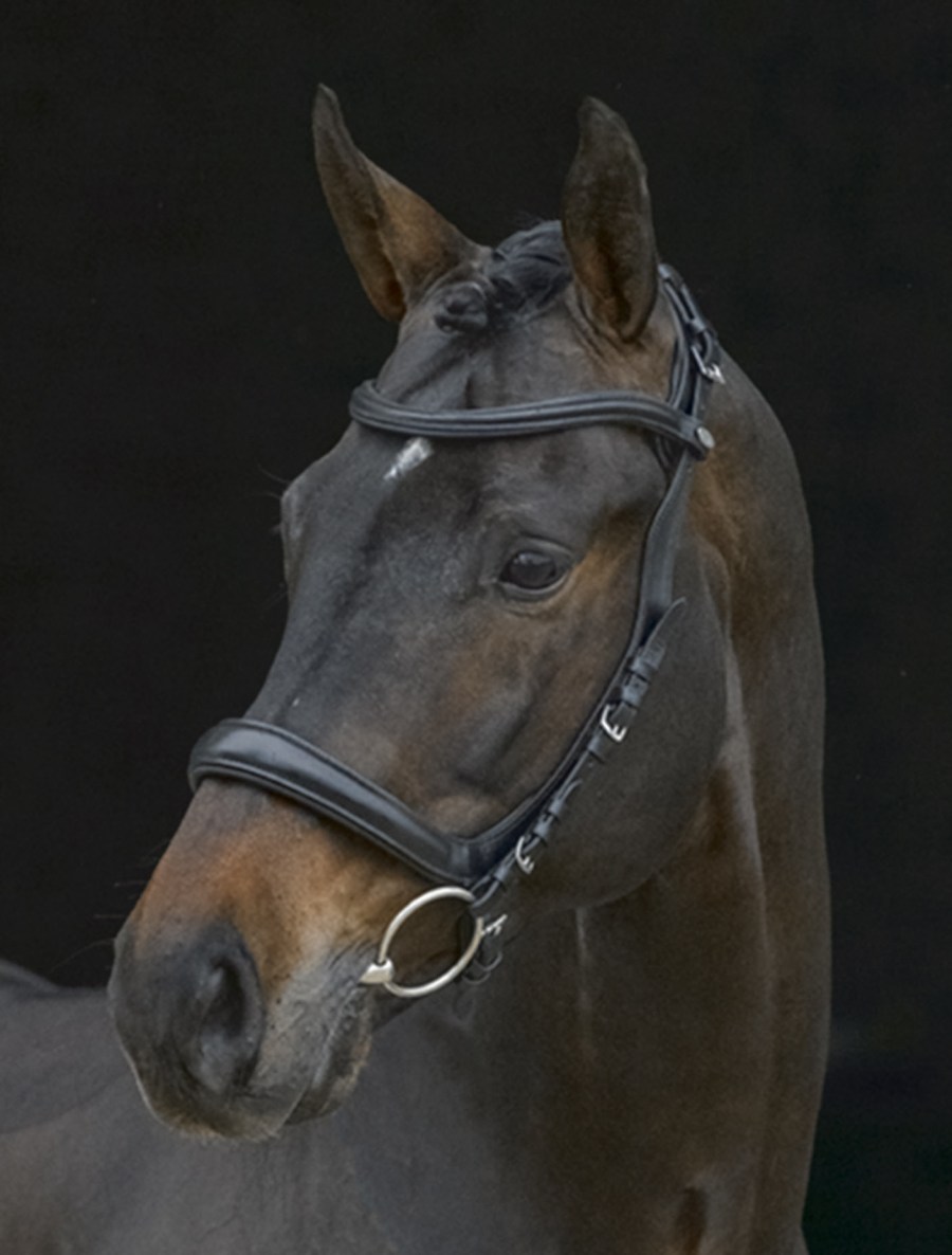 Felix Bühler Bridle Anatomical Vision Space