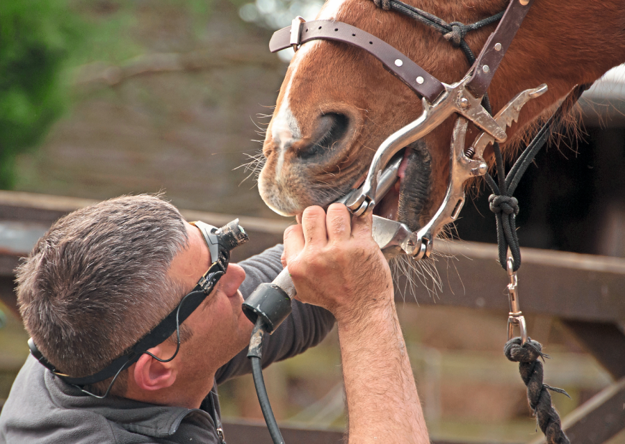 Routine visits from an equine dental technician or vet is imperative for healthy horse teeth