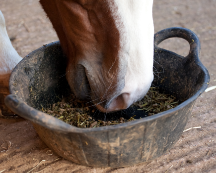 An increasing number of horse owners are concerned about good doers and/or overweight horses being diagnosed with gastric ulcers