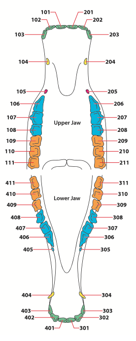 Pictured is a diagram showing the location of horse teeth inside the mouth