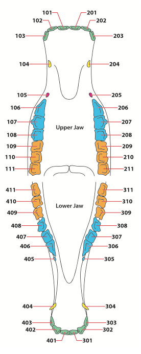 A real horse teeth age chart is shown, identifying the location of horse teeth inside the mouth