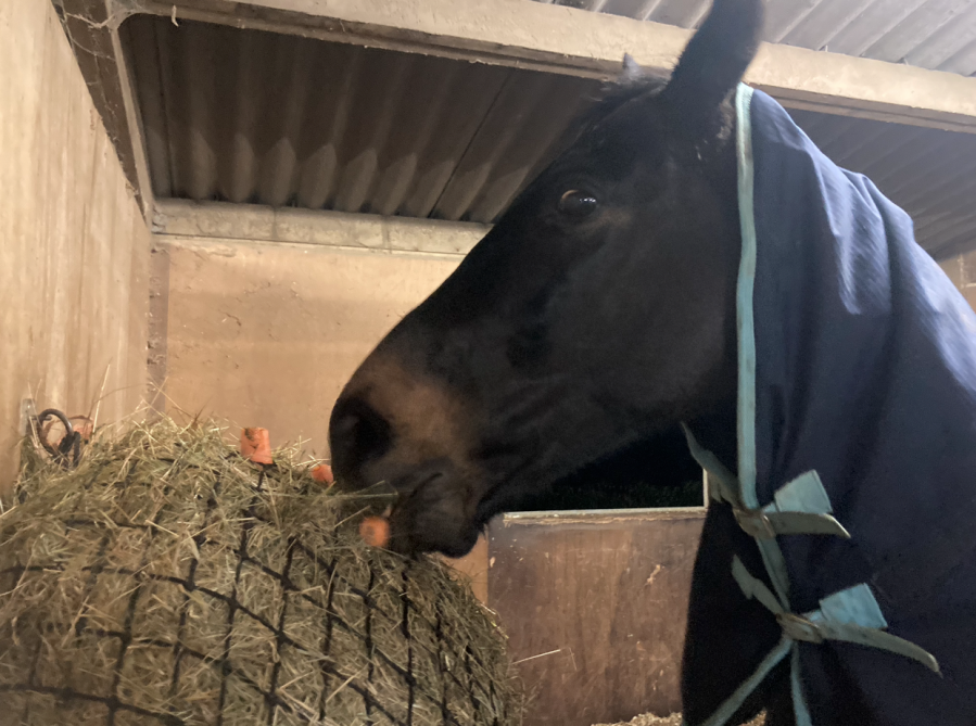 Hide carrots in a hay net for your horse to search for