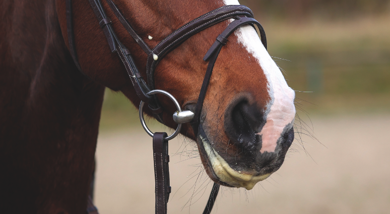 Pictured is a loose ring snaffle