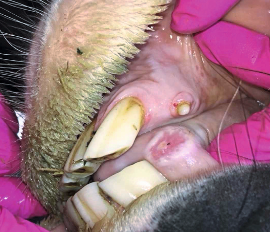 An ulcer in the mouth is a sign of poor horse teeth