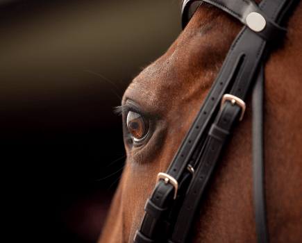 Pictured is a close up of a horse's head, showing the eye and the cheekpieces of their bridle