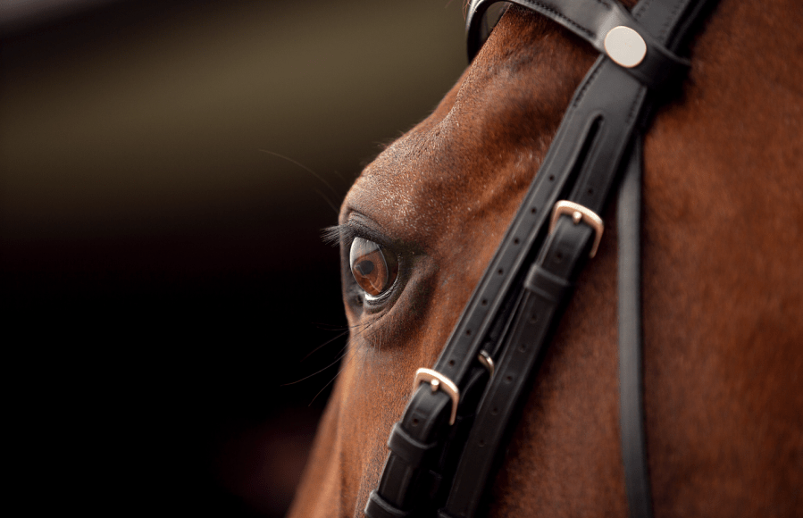Pictured is a close up of a horse's head, showing the eye and the cheekpieces of their bridle