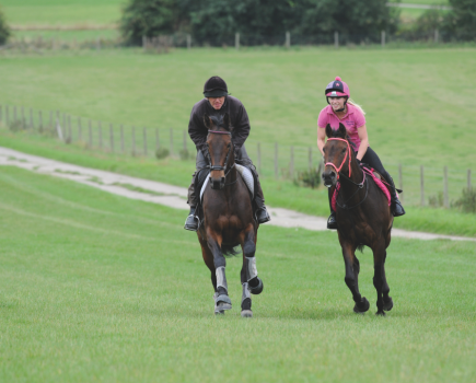 Two horses are pictured cantering in a field in bitless bridles