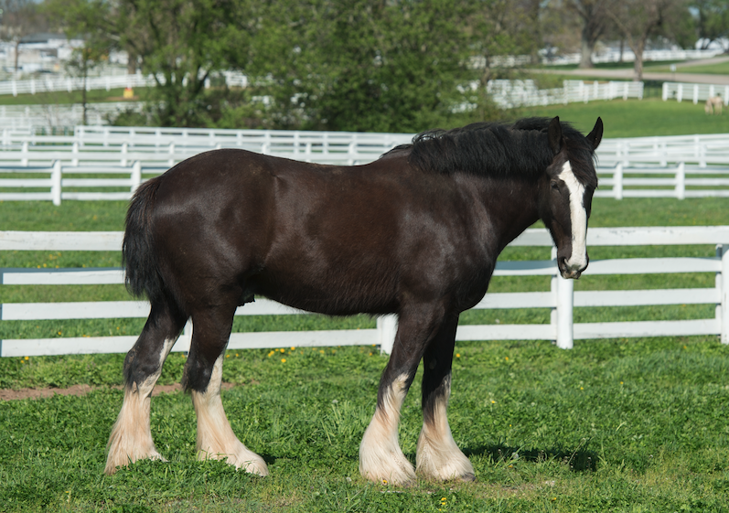 A Shire horse is pictured in a field