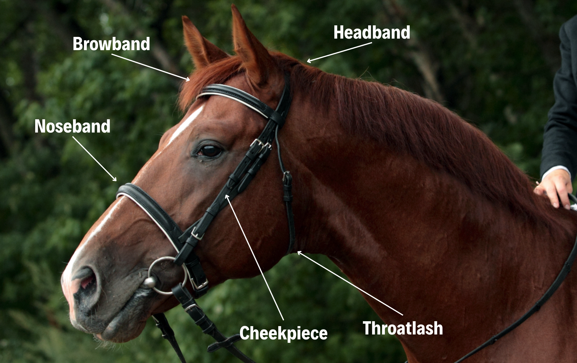 Fairfax Cheek Pieces (pair) - 1/2" For Double Bridle
