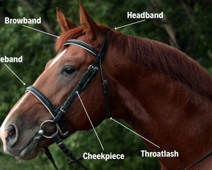 Horse tack: parts of a horse bridle are noted on the diagram