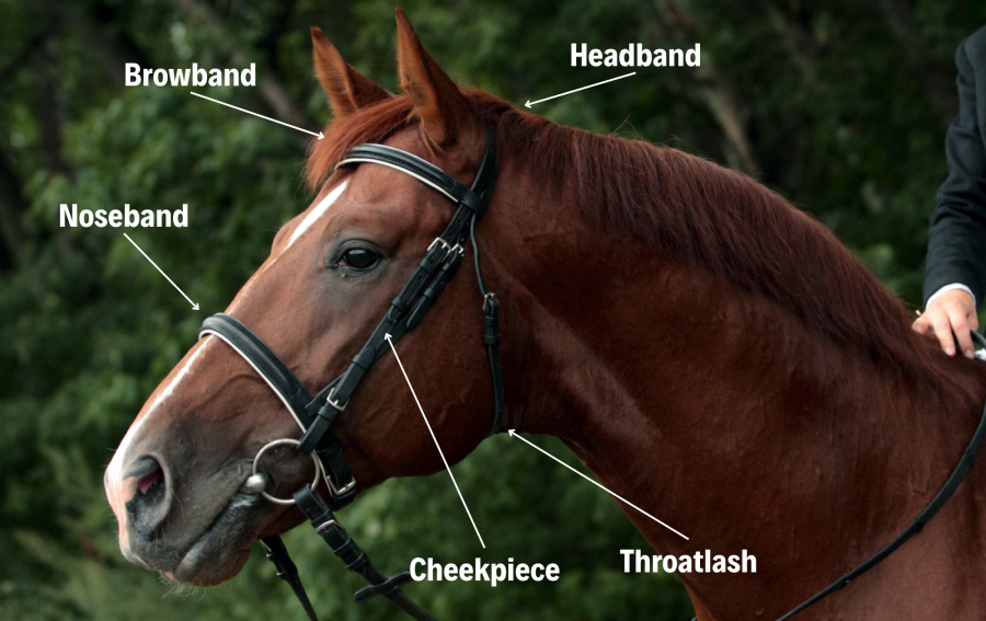Horse tack: parts of a horse bridle are noted on the diagram