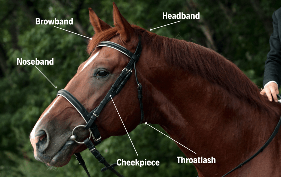 Horse tack: parts of a horse bridle are noted on the diagram