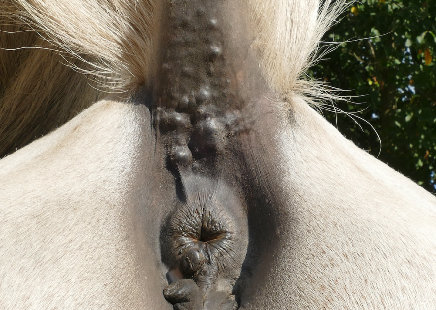 Photo shows a cluster of melanomas under a grey horse's tail