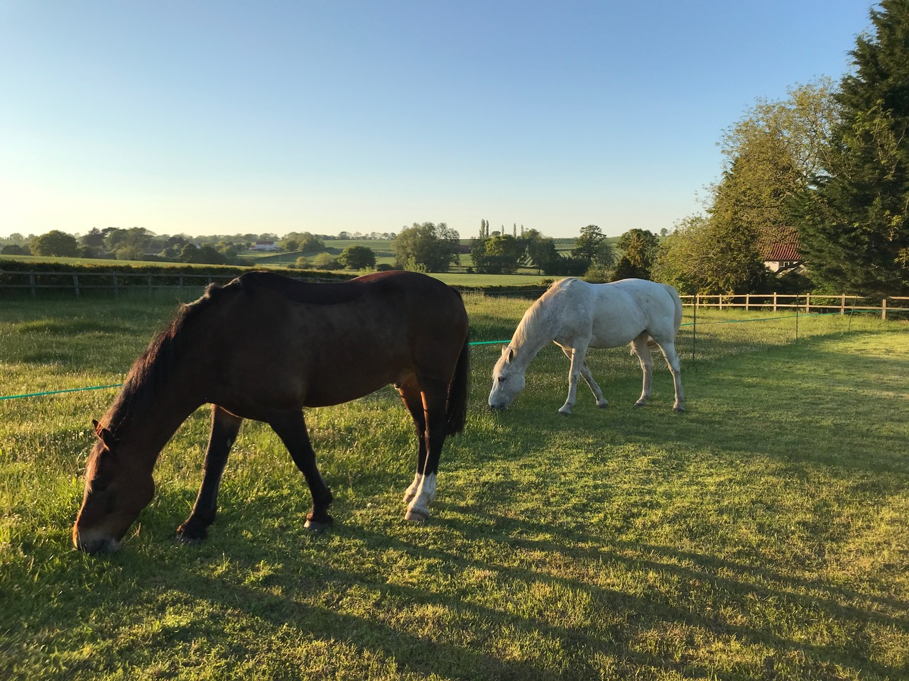 Strip grazing delivers a steadier supply of nutrients than free grazing