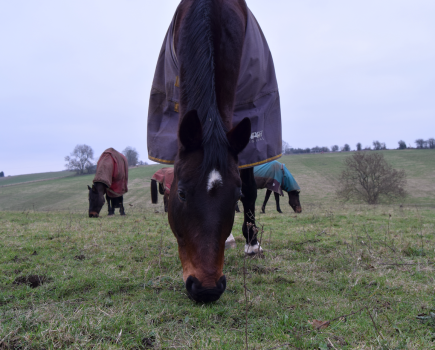 Pictured is a horse grazing