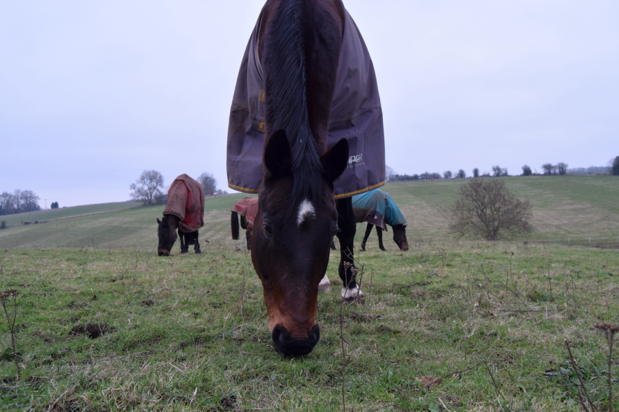 Pictured is a horse grazing