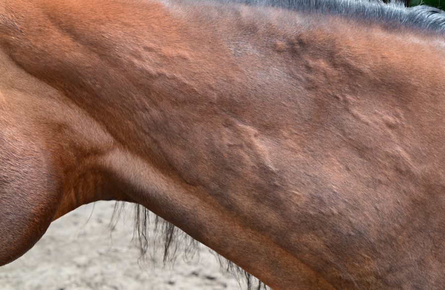 Photo shows a horse with hives (swellings) on their neck, a sign of an allergic reaction