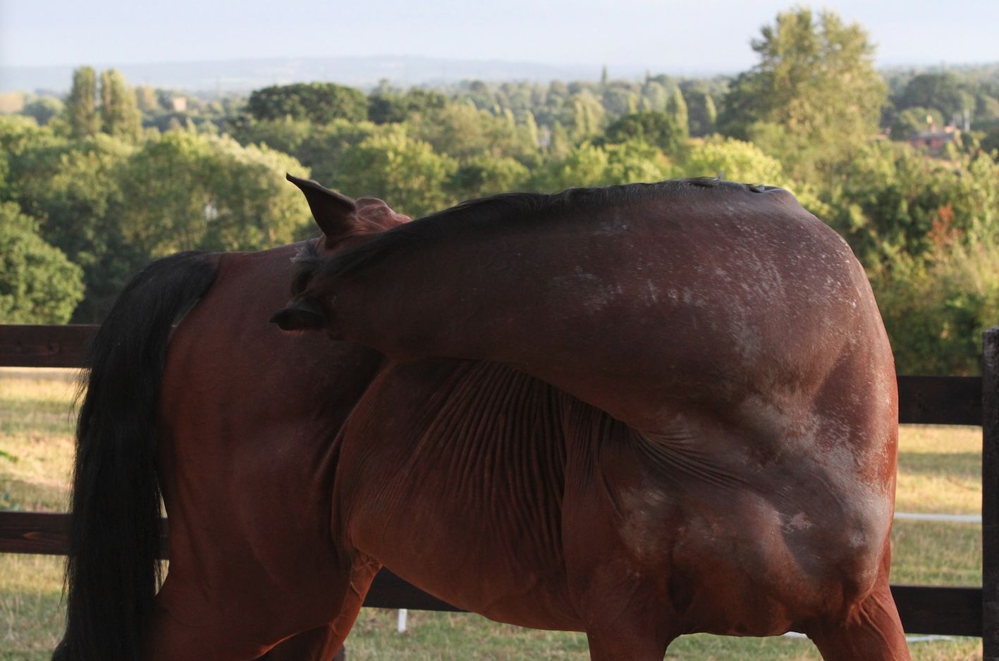 Sweet itch in horses tips for managing the itching Your Horse