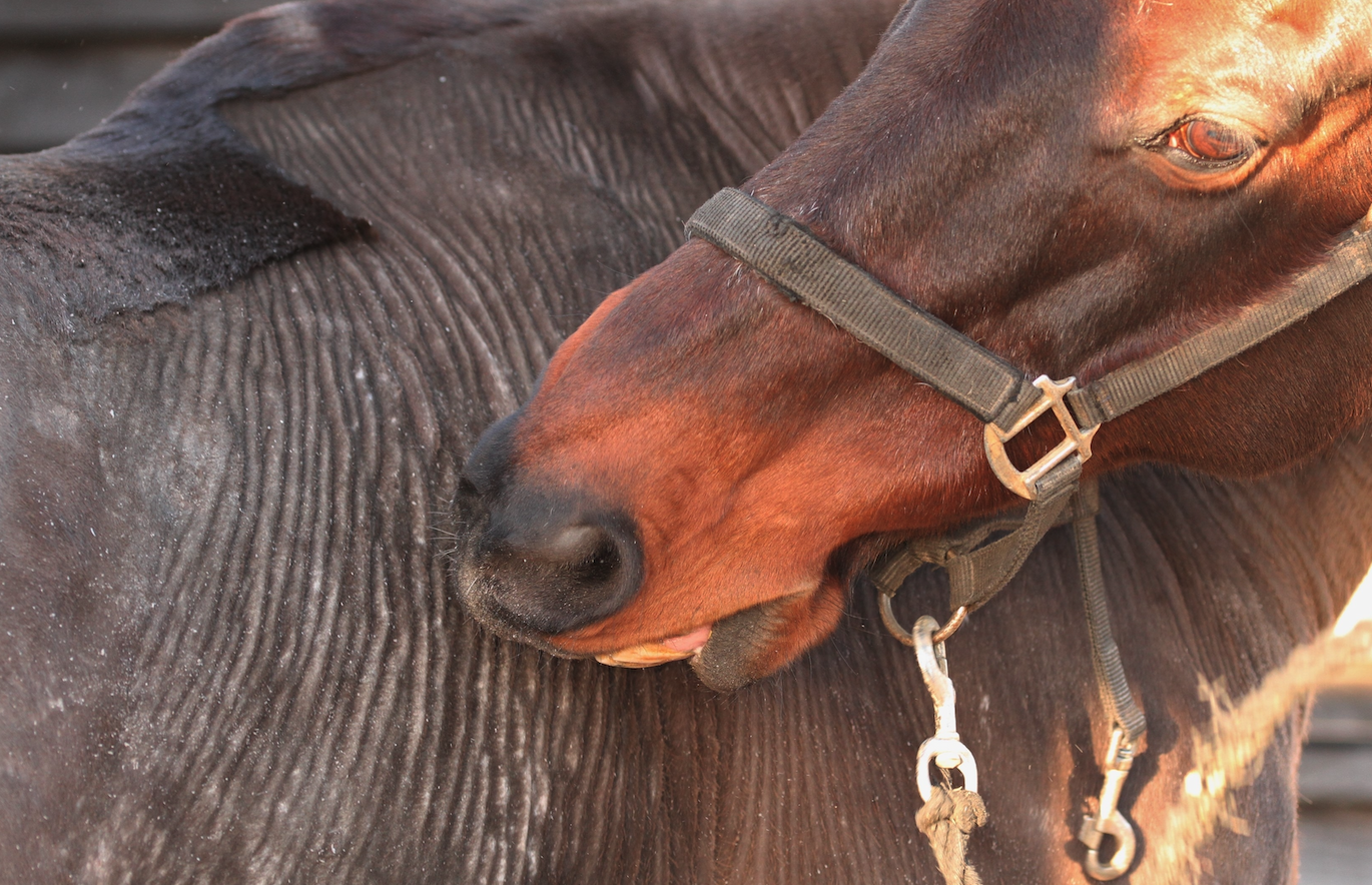 Nine common horse skin conditions in pictures Your Horse