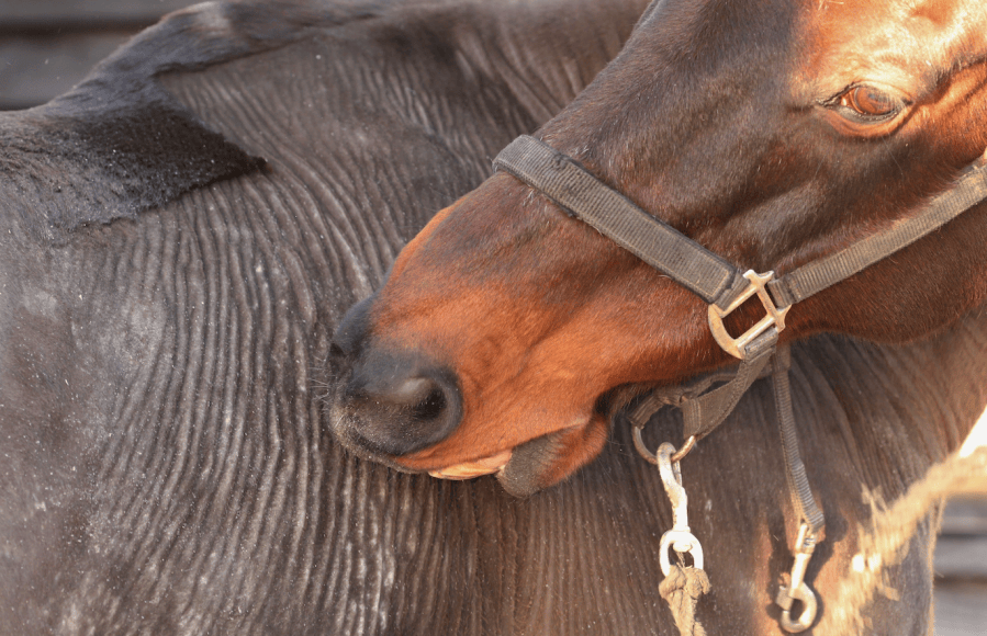 Nine common horse skin conditions in pictures - Your Horse