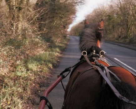 Pictured is Laura's view from the carriage, looking at her pony Katie