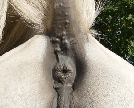 Pictured is a grey horse with several melanomas under their tail