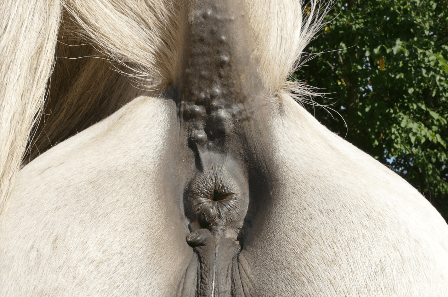 Pictured is a grey horse with several melanomas under their tail