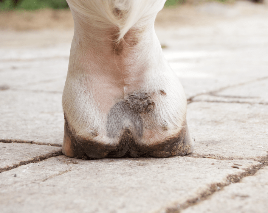 Photo shows mud fever scabs on a horse's pastern
