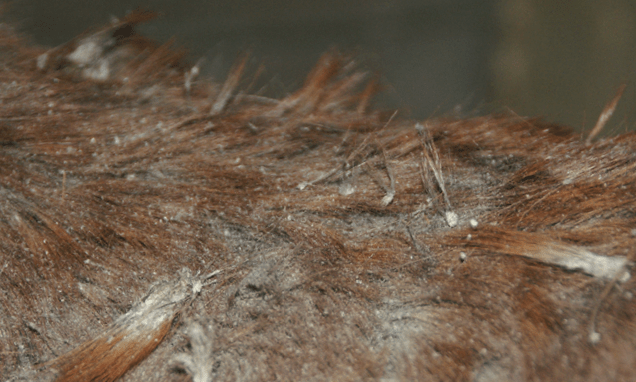 Photo shows a flaky coat which is typical of rain scald in horses