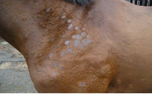 Photo of ringworm on a horse's shoulder