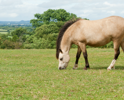 Pictured is an overweight dun pony grazing in a field: they are at risk of laminitis
