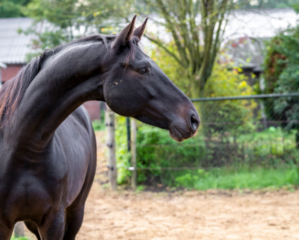 Pictured is a black horse looking at something with ears pointed forward, head up and nostrils flared as though they are unsure or scared of something