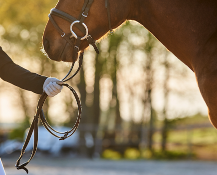 Pictured is a rider on the ground leading a horse by the reins; groundwork exercises for horses to build trust is a really good way to spend time together and improve your bond