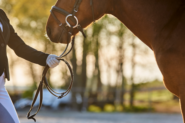 Pictured is a rider on the ground leading a horse by the reins; groundwork exercises for horses to build trust is a really good way to spend time together and improve your bond