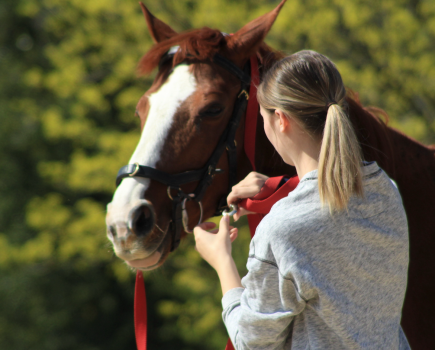 Pictured is a lady clipping the end of a lunging line to the outside bit of the bridle before lunging the horse