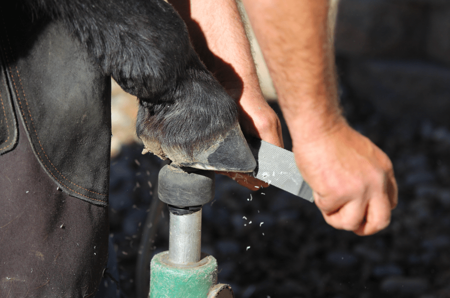 Pictured is a farrier trimming a horse hoof