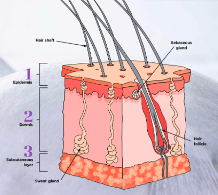 A diagram showing the three layers of a horse's skin