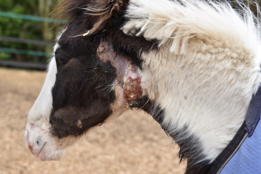 Pictured is a young coloured pony with strangles