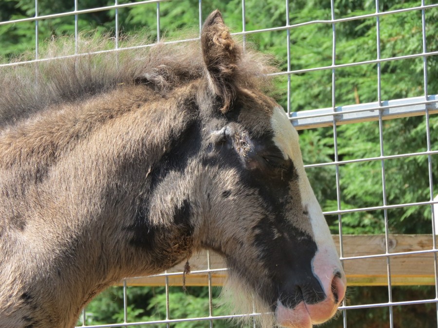 Pictured is a rescued foal from Redwings with very clearly swollen glands as a result of strangles 