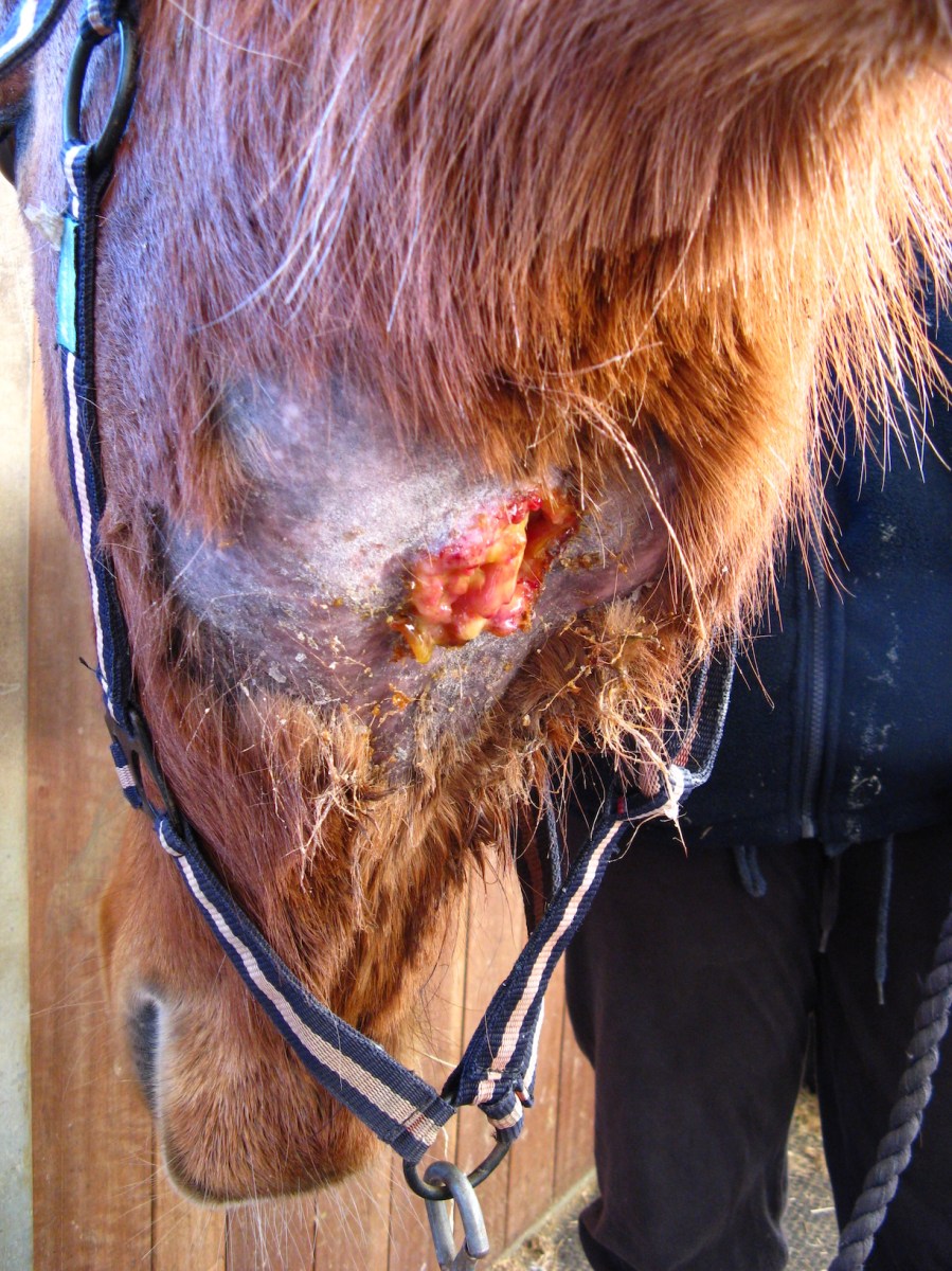 Pictured is the underside of a chestnut's horse head, where an abscess caused by strangles is opening and oozing