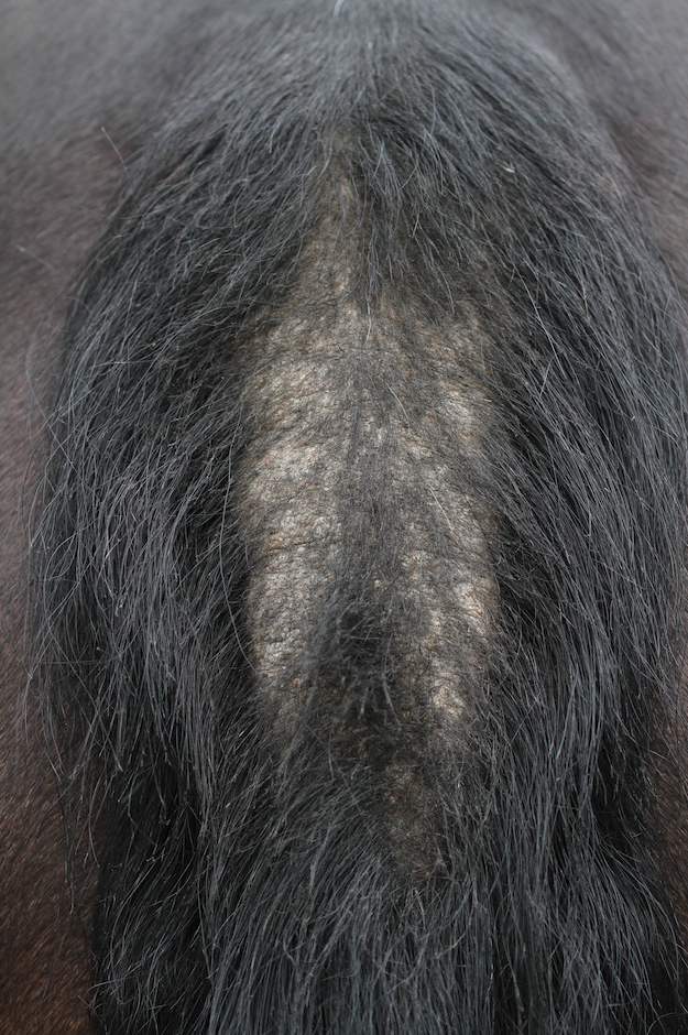 Photo shows a tail rubbed raw, a typical sign of horse skin conditions such as sweet itch