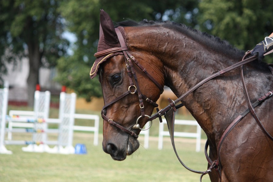 Bay horse wearing a bib martingale 