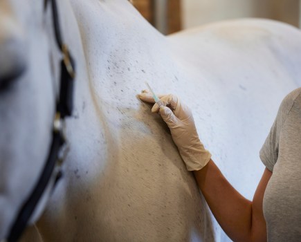 Pictured is a grey horse about to be vaccinated against strangles, a highly contagious disease in horses