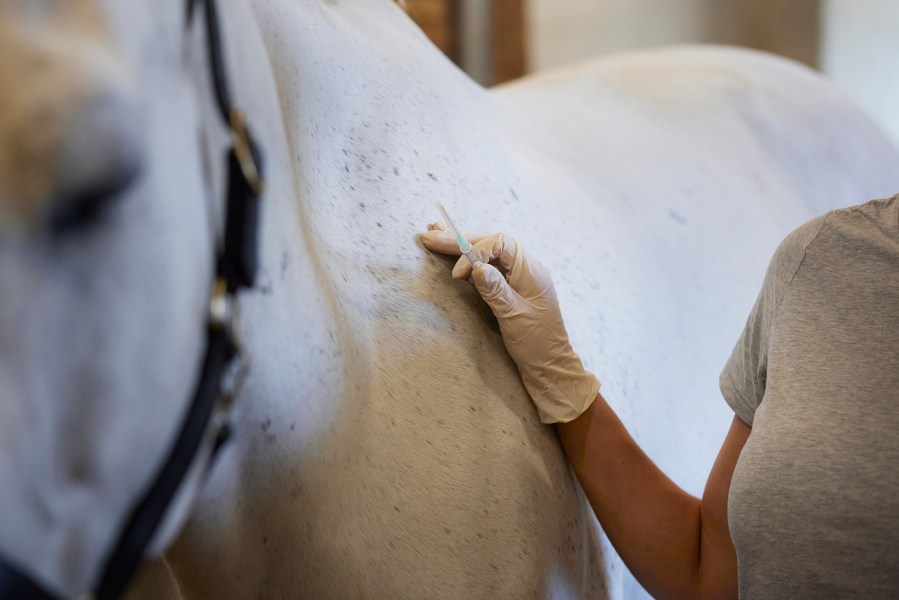 Pictured is a grey horse about to be vaccinated against strangles, a highly contagious disease in horses