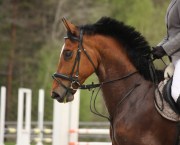Bay horse wearing a running martingale