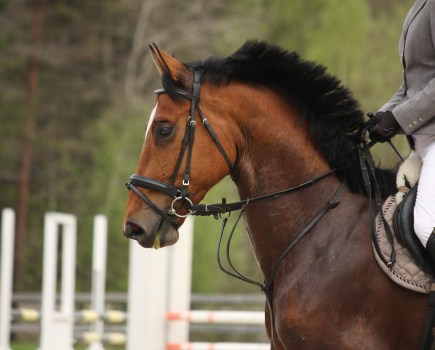 Bay horse wearing a running martingale