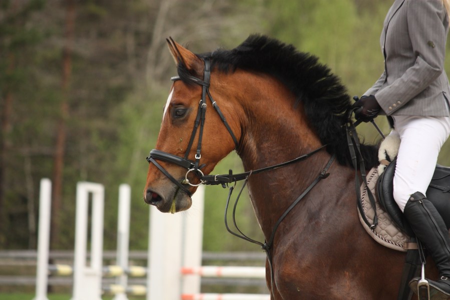 Does your horse need to wear a martingale? Your Horse