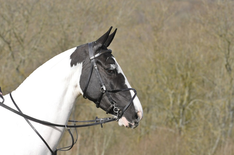 Piebald horse wearing a running martingale 