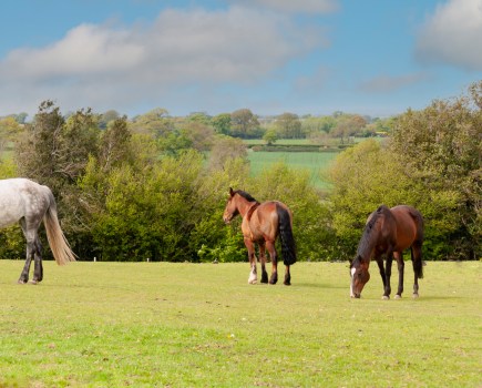 Pictured are three horses grazing in a field